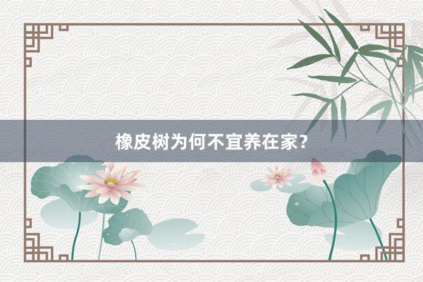 橡皮树为何不宜养在家？