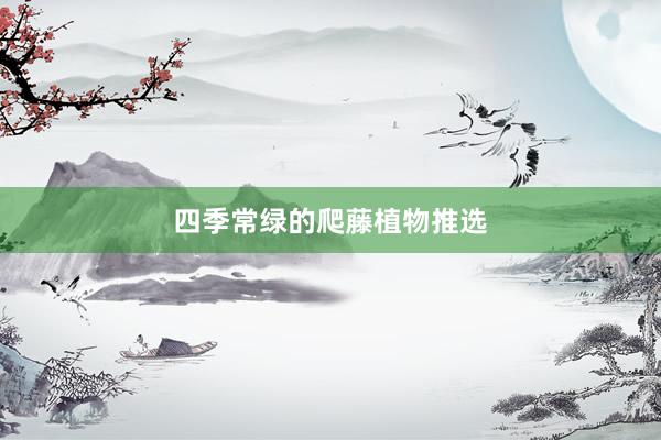 四季常绿的爬藤植物推选